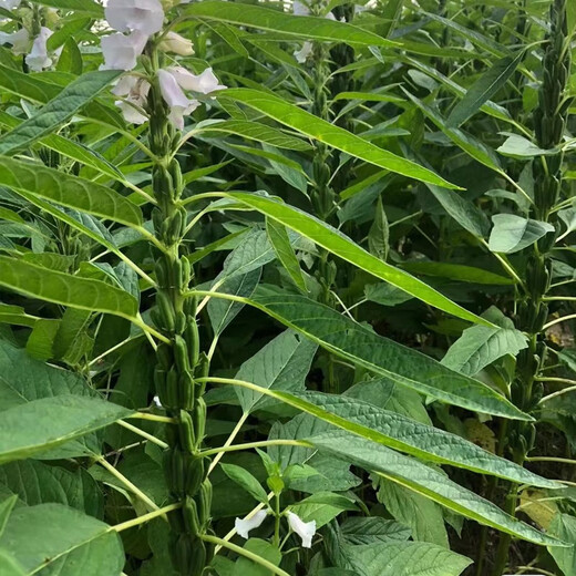 Black sesame seeds, white sesame seeds, oil extraction, Academy of Agricultural Sciences hybrid, high oil, stable yield, short stems, eight-edge seed base special Tazhi No. 1 black sesame seeds, original 75g