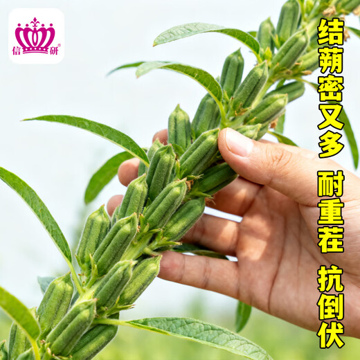 Xinyan high-yielding sesame seeds, four-sided, high-oil, multi-resistant black and white sesame seeds planted in farm fields, spring and summer four-season vegetable seeds, high-yielding black sesame seeds, gold-grade black sesame seeds, 30g*1 bag