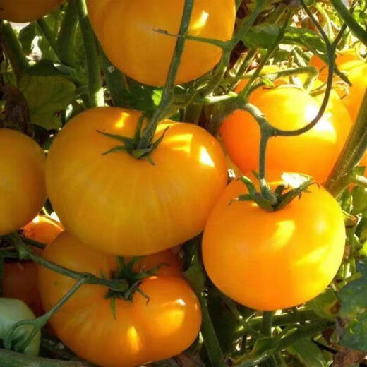 Rhubarb persimmon seeds, yellow tomato seeds, yellow imperial concubine tomato seeds, Northeast large fruit spring vegetable seeds, rhubarb tomato seeds/pack, about 200 capsules, 2 packs