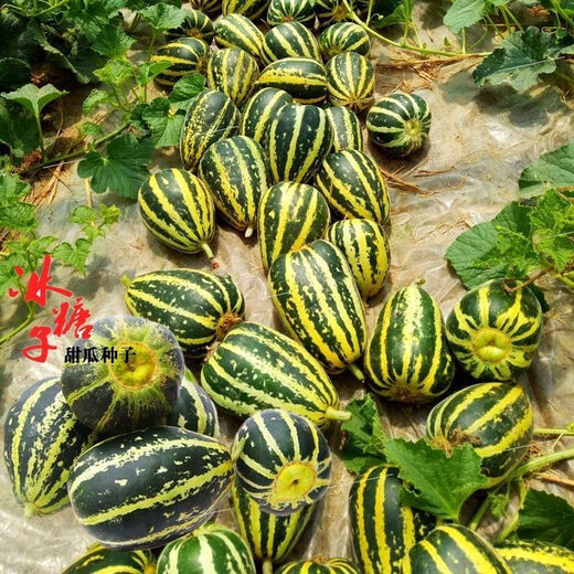 Sweet toothless rock sugar melon seeds, four-season high-yielding garden balcony potted fruit seeds, rock sugar melon seeds, sweet toothless seeds/pack of about 100 capsules, 5 packs