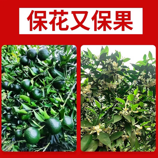 Upgraded version of gold-packed yellowing nutrient solution for citrus Huanglongbing, special medicine for green-headed fruit and soft fruit hanging needle, navel orange, sugar tangerine 500g/pack (recommended by fruit farmers)