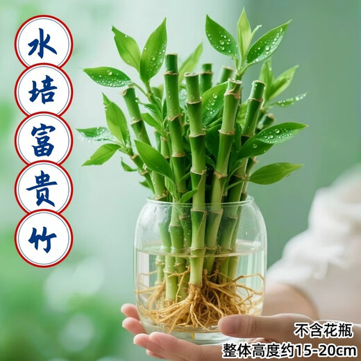 Shuzhimei hydroponic plants are good for growing lucky bamboo. Hydroponic lucky bamboo with roots 20 branches 15-20cm straight from the source