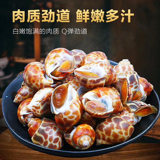 Xianchi Flower Snails Fresh Fresh Frozen Conch Extra Large Dongfeng Snail Extra Large Deep Sea Shellfish Seafood Wholesale Extra Large No Sand Net Weight 1500g