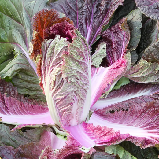 Qiuying Purple Cabbage Seeds Purple Beauty Chinese Cabbage Seeds High Yield Four Seasons Spring and Autumn Vegetable Seeds Easy to Grow and Delicious Purple Cabbage Seeds 1 Pack
