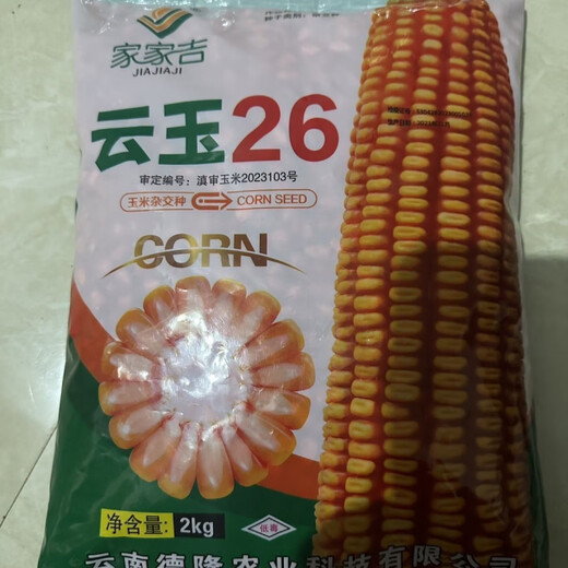 Yunyu No. 26 Yunnan and other high-yield and high-quality big sticks Guangshi 2 kilograms of original Yunyu No. 26 Yunyu No. 26 Yunnan and other high-yield and high-quality big sticks Guangshi 2 kilograms of original Yunyu No. 26