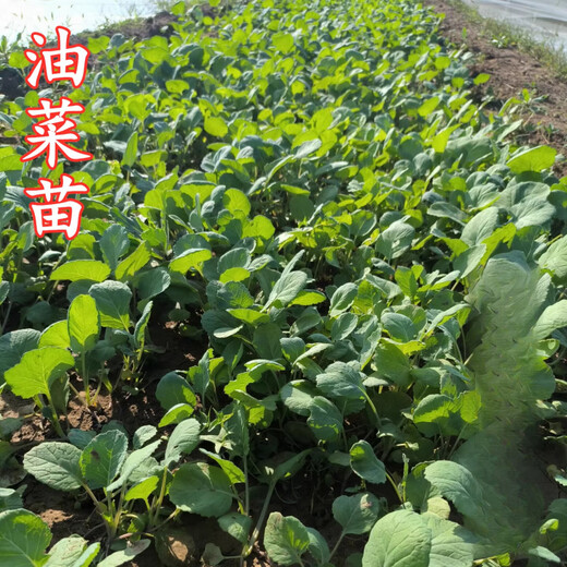 Autumn Ying rape seedlings, rapeseed seedlings, rapeseed seedlings, celery seedlings, autumn and winter high-yielding seedlings, vegetable seedlings, rapeseed seedlings, 20 rapeseed seedlings