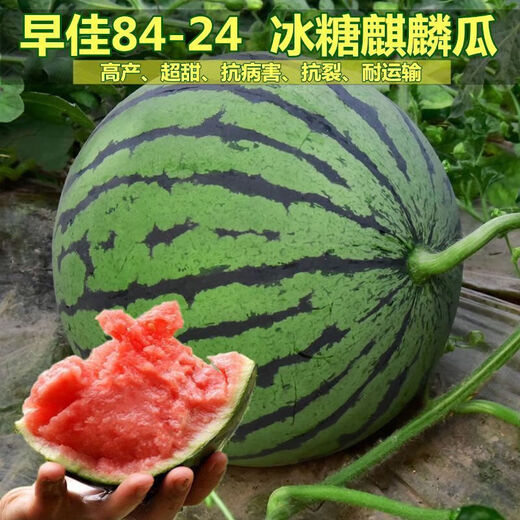 8424 Kirin small-seeded watermelon seeds, seedless, extra large, high-yielding, giant sweet king, southern four-season vegetable and fruit seeds. 8424 watermelon seeds/pack, about 50 pieces, 3 packs