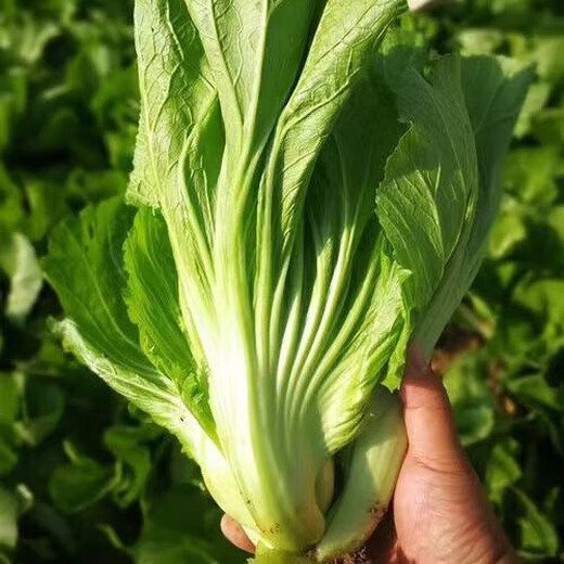 Shuidong sweet mustard seeds, Guangdong pickled cabbage, heat-resistant field farm high-yielding four-season vegetable seeds, Shuidong sweet mustard seeds, randomly packed, original 2 packs, about 2010 grains + fertilizer