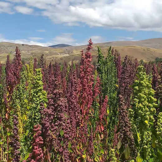 Xinyi black quinoa seeds are early-maturing and high-yielding in the field for easy-to-live quinoa seeds and grains. White quinoa seeds are half Jin Jin equal to 0.5 kg.
