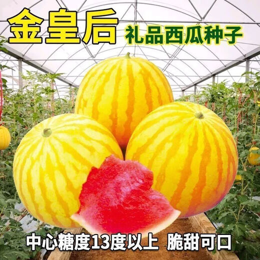 Huangmeiren watermelon seeds, yellow-skinned sweet king, early-maturing watermelon seeds, southern fruits, spring and four seasons vegetable seeds, Huangmeiren watermelon seeds, 1 pack of about 20 seeds
