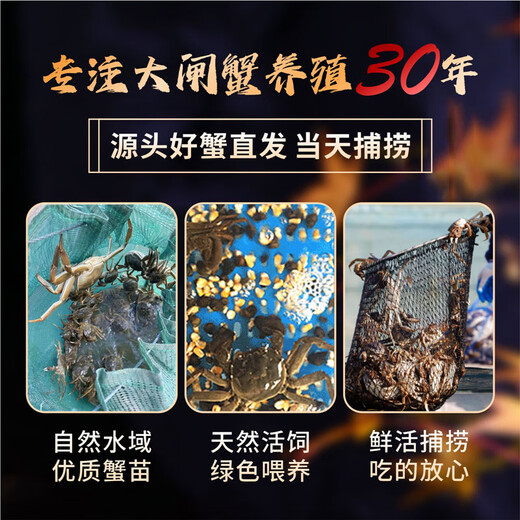 Live crabs Lake fresh Yangcheng hairy crabs whole female 2.5-2.8 pairs 8 pieces with rope feet removed fresh goods fresh seafood extra large crab gift box straight from the source