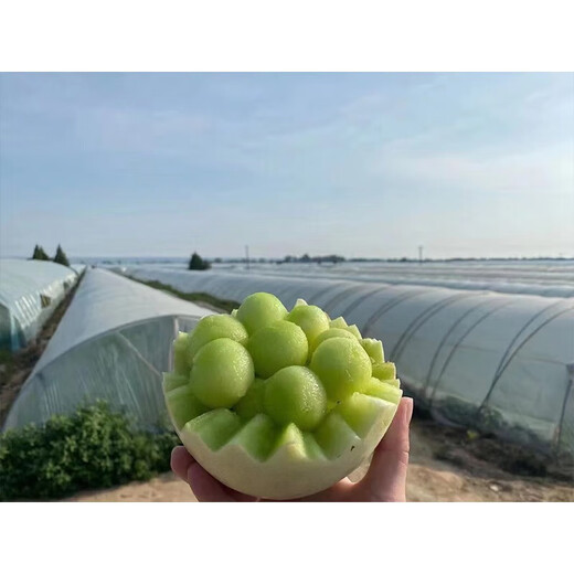 New Migu melon seeds, super sweet jade mushroom cantaloupe seeds, cantaloupe seeds, sweet melon seeds from the south and the north for all seasons, Migu