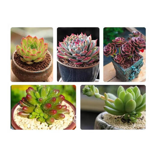 Succulent soil special nutritional soil fleshy granular soil plant planting soil paving stone leaf insert household peat soil large bag 30% granular succulent soil 10Jin Jin is equal to 0.5 kg