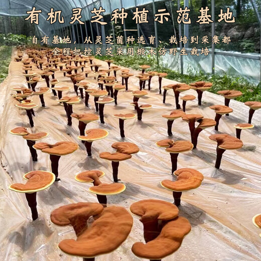Jinzhi Hongkang High Content Ganoderma Spore Oil Soft Capsule Red Ganoderma Spore Powder Extraction Enhances Immunity for Adults Middle-aged and Elderly Nutrition High Content Spore Oil 120 Capsules Two Boxes Ganoderma Spore Oil