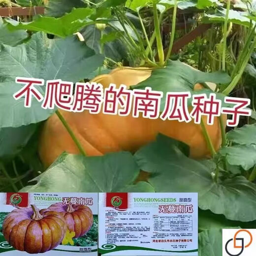 Vineless pumpkin seeds, sweet pumpkin, chestnut flavor powder, glutinous and sweet chestnut pumpkin seeds, high yield and disease resistance, original, one pack, about 20+, vineless pumpkin seeds