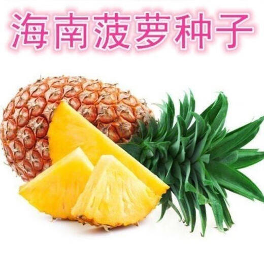 Fruit seeds, pineapple seedlings, Hainan pineapple seeds, pineapple pineapple seedlings, jackfruit seeds, which can be planted in the north and south, 50 pineapple pineapple seeds