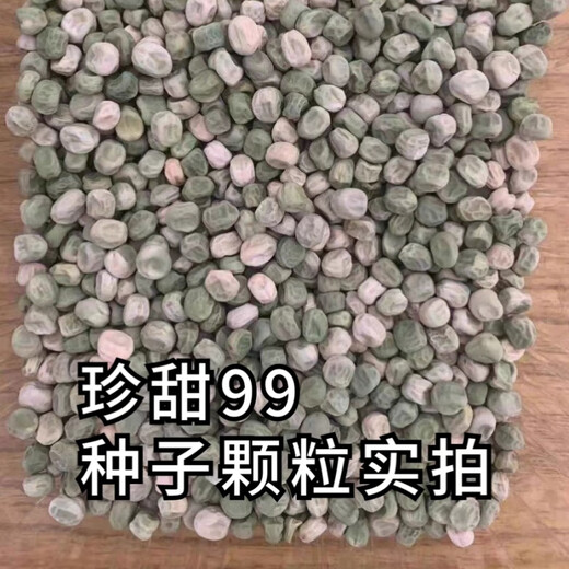 Zhentian 99 Sweet Pea Seeds Longevity Kernel Large Pods Large Sweet Crisp Dutch Pea Seeds Sown in Spring and Autumn Four Seasons Pea Seeds 10Jin Jin equals 0.5kg Original Bag Zhentian 99
