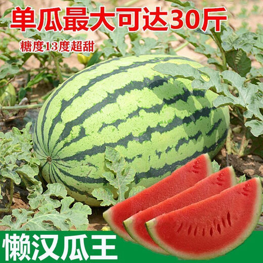 8424 Kirin small-seeded watermelon seeds, seedless, extra large, high-yielding, giant sweet king, southern four-season vegetable and fruit seeds. 8424 watermelon seeds/pack, about 50 pieces, 3 packs