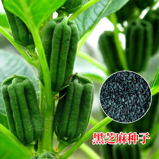Black sesame seeds, white sesame seeds, oil extraction, Academy of Agricultural Sciences hybrid, high oil, stable yield, short stems, eight-edge seed base special Tazhi No. 1 black sesame seeds, original 75g