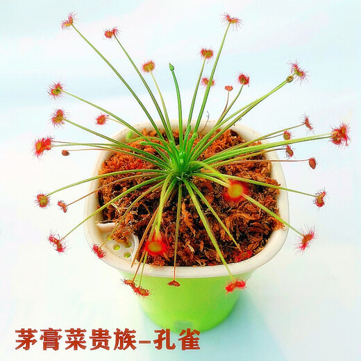 Reliance on the insect repellent plant Eight Eyed Flytrap Potted Plant Novel and Interesting Plant Eating Plant Eating Flowers Green Plant Eating Conch Sarracenia