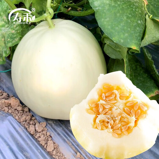 Shouhe white-skinned melon seeds, red-fleshed melons, white melons, new and old melon seeds, vegetable fields, Xue Naixiang No. 1 fragrant melon seeds, 400 capsules x 2 bags