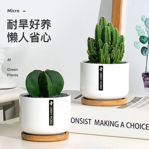 Cactus potted cactus, Wan Zhong Mountain, succulent flowers and green plants, easy to maintain and easy to live, desktop decorations in the office, 1 small original pot of original soil (Wan Zhong Mountain). If you have pot soil at home, you can buy it. Contains a pot.