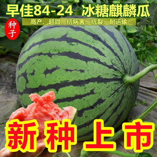 8424 Kirin small-seeded watermelon seeds, seedless, extra large, high-yielding, giant sweet king, southern four-season vegetable and fruit seeds. 8424 watermelon seeds/pack, about 50 pieces, 3 packs