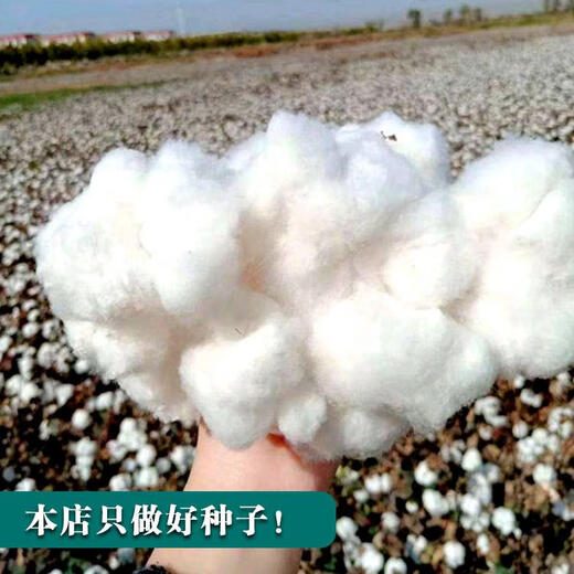 Qiuying lazy cotton cotton seeds for field planting, agricultural high-yielding spring seeds, insect-resistant cotton for all seasons, Snow White lazy cotton 10 grams, about 90 pieces