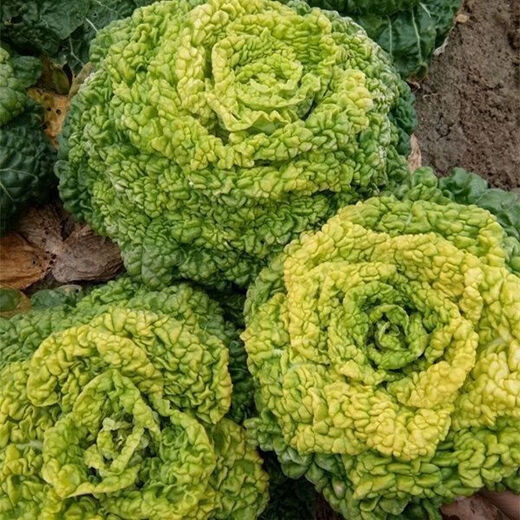 Huangxinwutaicai seedlings, chrysanthemum and cabbage seedlings, potted garden garden fields, easy to grow four-season vegetable seedlings, 60 Huangxinwutaicai plants