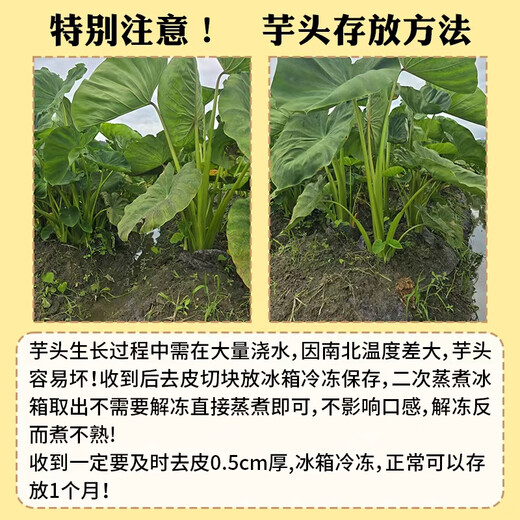 Jingxiansheng Guangxi Lipu Taro 2.8Jin Jin is equal to 0.5kg 2-3 pcs fresh vegetable taro and taro, traceable and straight from the source