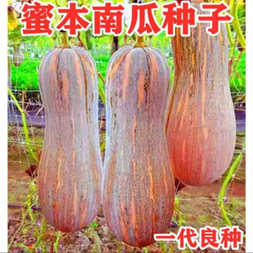 Honey Pumpkin Seeds, Super Sweet Pumpkin Seeds, Sweet Pumpkin Seeds, Sweet Pumpkin Seeds, Early Mature, High Yield, Sowing All Seasons, 2 Packs of Pumpkin Seeds, Sweet Pumpkin Seeds