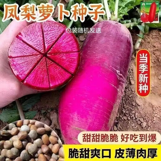 Pineapple fruit radish seeds ~ red radish rouge radish seeds four seasons seeds garden vegetables pineapple radish 2 packs 500 capsules