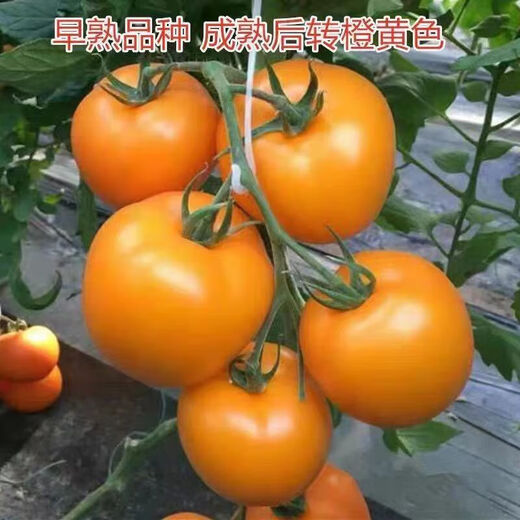 Rhubarb persimmon seeds, yellow tomato seeds, yellow imperial concubine tomato seeds, Northeast large fruit spring vegetable seeds, rhubarb tomato seeds/pack, about 200 capsules, 2 packs