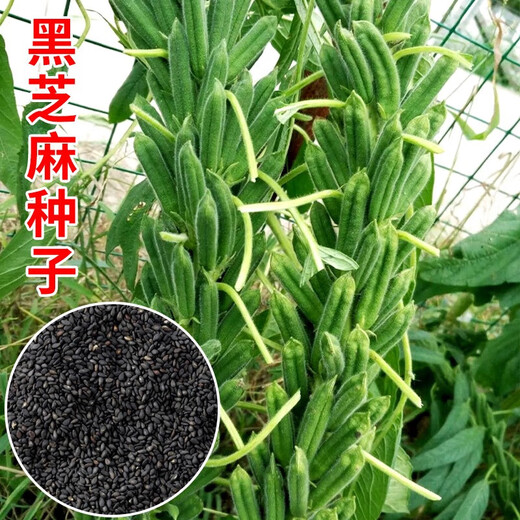 Black sesame seeds, white sesame seeds, oil extraction, Academy of Agricultural Sciences hybrid, high oil, stable yield, short stems, eight-edge seed base special Tazhi No. 1 black sesame seeds, original 75g