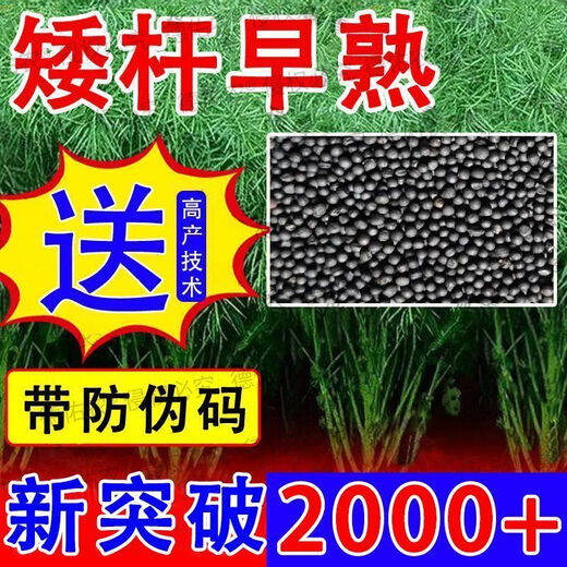 Rapeseed hybrid large-grained rapeseed, specially cultivated by the Academy of Agricultural Sciences for oil extraction, with short stems, resistance to lodging and frost resistance, guaranteed Hualongyou No. 3 rapeseed 500g, about 110,000 seeds + technology