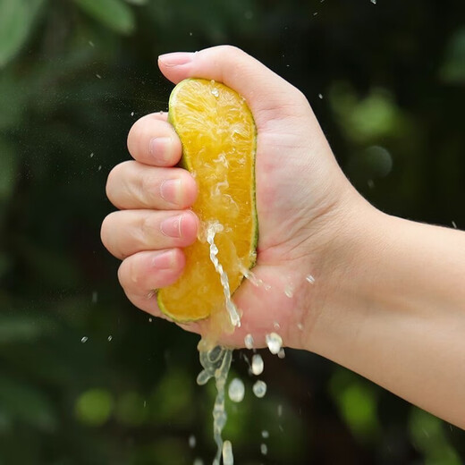 京喜加【25年鲜橙】云南冰糖橙新鲜采摘秋橙当季新鲜水果 带箱2斤55-60mm