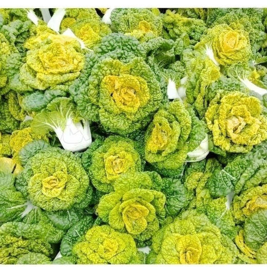 Huangxinwutaicai seedlings, chrysanthemum and cabbage seedlings, potted garden garden fields, easy to grow four-season vegetable seedlings, 60 Huangxinwutaicai plants