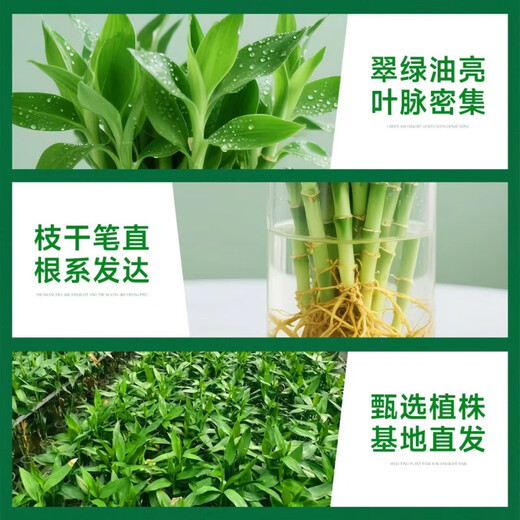 Shuzhimei hydroponic plants are good for growing lucky bamboo. Hydroponic lucky bamboo with roots 20 branches 15-20cm straight from the source