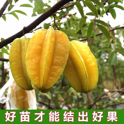 Linpan carambola fruit saplings, four-season sweet red carambola seedlings, grafted seedlings planted in the north and south, will bear fruit in the same year, four-season sweet carambola saplings, 8-year-old seedlings, buy 1 tree and 1 tree will bear fruit next year