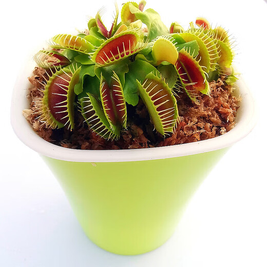 Reliance on the insect repellent plant Eight Eyed Flytrap Potted Plant Novel and Interesting Plant Eating Plant Eating Flowers Green Plant Eating Conch Sarracenia