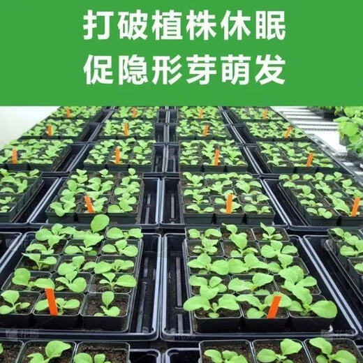 Plant bursting buds, buds, succulent leaf inserts, germination promotion, household flower growing fertilizer, old pile plant clear leaf fertilizer, old pile dry yellow leaves first aid, new buds grow, 2 barrels 5000ml