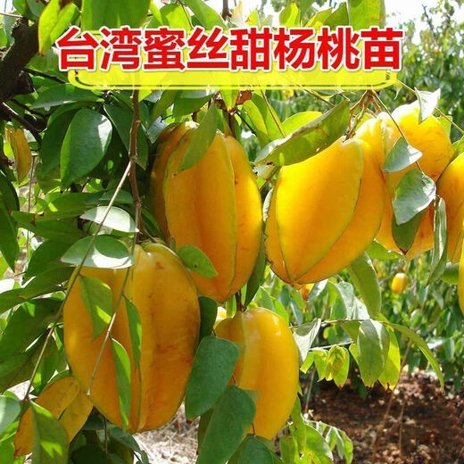 Linpan carambola fruit saplings, four-season sweet red carambola seedlings, grafted seedlings planted in the north and south, will bear fruit in the same year, four-season sweet carambola saplings, 8-year-old seedlings, buy 1 tree and 1 tree will bear fruit next year