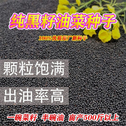Spring and Autumn Golden Oil 999 Rapeseed Seed Certified High Yield Oil King Oil Pure Short Stem Early Mature Black Seed Resistant to Cold and Drought Resistant Golden Oil 999 Rapeseed Seed 5 cans about 500g
