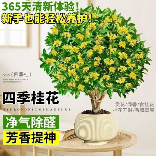 Osmanthus potted saplings, indoor living room, four-season osmanthus blooming plants, balcony courtyard flowers and green plants, easy to feed, special large pot, four-season osmanthus + blue ceramic pot to attract wealth and treasures