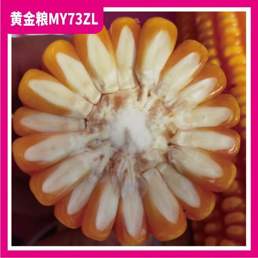 黄金粮MY73ZL【转基因版】抗虫抗草甘膦抗锈稳产玉米种子抗病种籽 【5273粒/袋】5袋装
