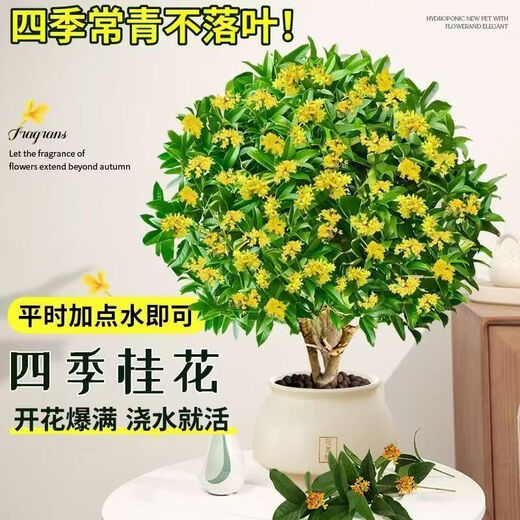 Osmanthus potted saplings, indoor living room, four-season osmanthus blooming plants, balcony courtyard flowers and green plants, easy to feed, special large pot, four-season osmanthus + blue ceramic pot to attract wealth and treasures