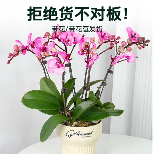 Jingdong Flowers Phalaenopsis Potted Fairy Pink 6 Foils with Buds Green Plants Flowers Living Room Decoration Send Straight Hair to Elders from the Source