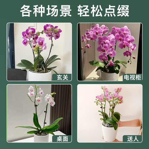 Jingdong Flowers Phalaenopsis Potted Fairy Pink 6 Foils with Buds Green Plants Flowers Living Room Decoration Send Straight Hair to Elders from the Source