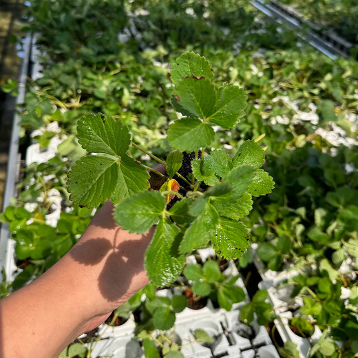 Beijing Agricultural Research Institute Strawberry Seedlings Light Pink White Strawberry Snow White Second Generation Virus-Free Seedlings Production and Breeding Balcony Fruit Seedlings Snow White Second Generation Virus-Free Strawberry Seedlings 2