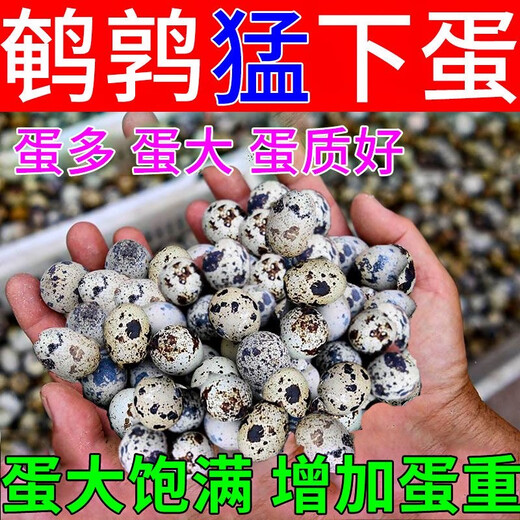 Luan magnetic quail egg-laying king, egg-increasing treasure quail, special egg-stimulating and egg-laying material to supplement nutrition and enhance physical fitness, quail eggs are abundant, quails lay eggs fiercely, 3 bags, lay eggs every day